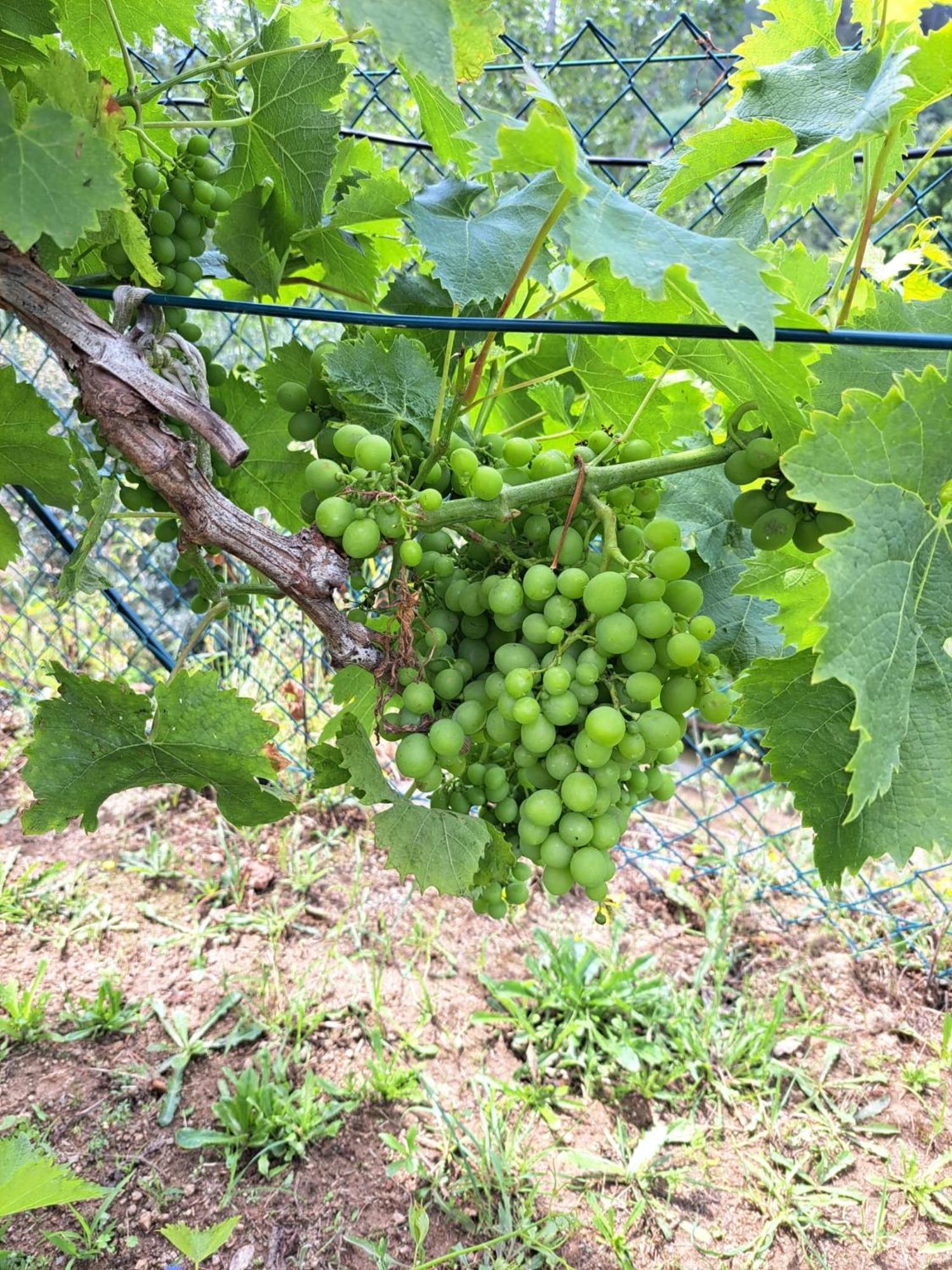 Quinta De Villasete Alpendurada Εξωτερικό φωτογραφία