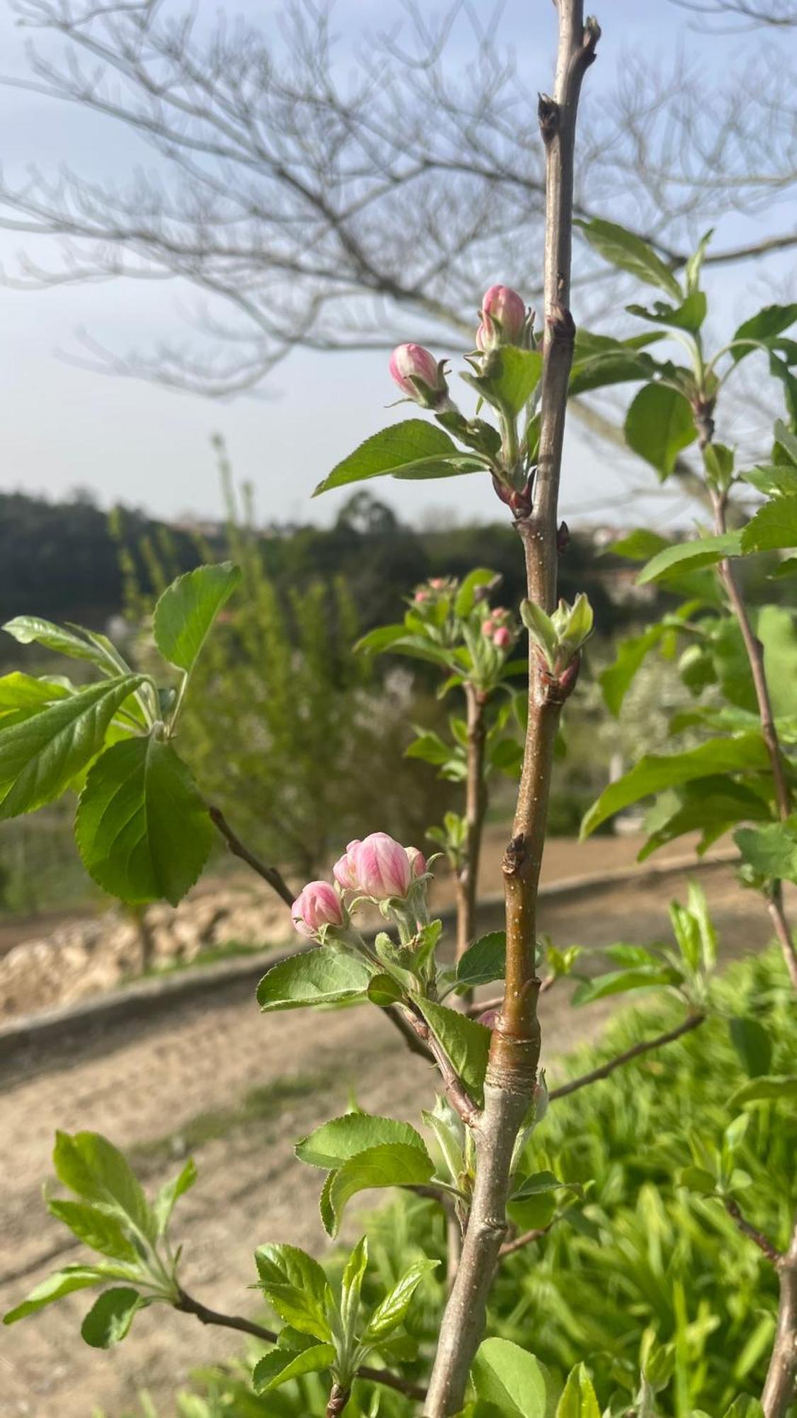 Quinta De Villasete Alpendurada Εξωτερικό φωτογραφία
